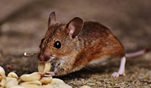 24 Hour & Emergency Exterminators in Cammal, PA